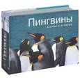 russische bücher:  - Пингвины. Важные и дружные