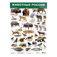 russische bücher:  - Плакат "Животные России"