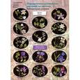 russische bücher: Боголюбов А.С. - Определитель травянистых растений по цветкам: Раннецветущие растения