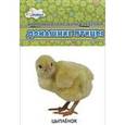 russische bücher:  - Домашние птицы: мамы и дети (учебные карточки)
