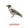 russische bücher:  - Раздаточные карточки "Птицы России"