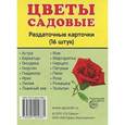 russische bücher:  - Раздаточные карточки "Цветы садовые" (16 штук)