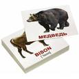 russische bücher: Носова Т. Е. - Комплект мини-карточек "Wild animals/Дикие животные" (40 штук)