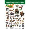 russische bücher:  - Дрофа-Медиа Обучающий плакат Животные леса и тайги