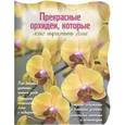 russische bücher:  - Прекрасные орхидеи, которые легко вырастить дома