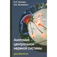 russische bücher: Попова Н. - Анатомия центральной нервной системы