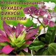 russische bücher: Комарова В. - Не бойтесь выращивать орхидеи, фикусы, бромелии