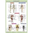 russische bücher: Самусев Р.П. - Анатомия человека. Костная, мышечная, кровеносная системы и внутренние органы