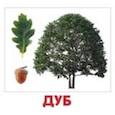 russische bücher: Доман Г. - Комплект карточек "Деревья"