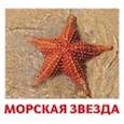 russische bücher: Доман Г. - Комплект карточек "Водные жители"