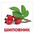 russische bücher: Доман Г. - Комплект карточек "Ягоды"