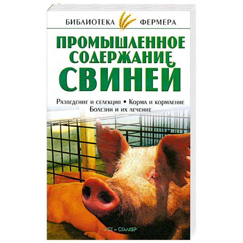 Промышленное содержание свиней