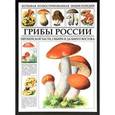 russische bücher: Сергей Афонькин - Большая иллюстрированная энциклопедия. Грибы России