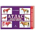 russische bücher: Осипов И.П. - Атлас анатомии домашних животных