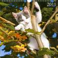 russische bücher:  - Календарь перекидной-2011 (Котята) Арт.17.2П