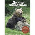 russische bücher: Митителло К.Б. - Дикие животные: Иллюстрированная энциклопедия обитателей средней полосы России