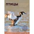 russische bücher: Митителло К.Б. - Птицы. Водоплавающие и околоводные. Звуковая энциклопедия