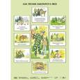 russische bücher: Николаева С. Н - Как лесник заботится о лесе. Плакат