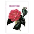 russische bücher:  - Камелии