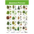 russische bücher:  - Плакат. 2883 Деревья России