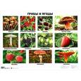 russische bücher:  - Грибы и ягоды. Плакат.