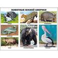 russische bücher:  - Животные Южной Америки. Плакат.