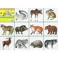 russische bücher:  - Плакат. Дикие животные