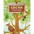 russische bücher: Максимова Е. - Сосна. Про мачты, янтарь и сосновые яблоки