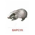 russische bücher:  - Раздаточные карточки "Дикие животные -1" (63х87 мм)