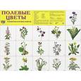 russische bücher:  - Демонстрационные картинки "Цветы полевые"