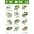 russische bücher:  - Плакат. Речные рыбы/2165/