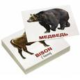 russische bücher: Носова Т. Е. - Комплект мини-карточек "Wild animals/Дикие животные" (40 штук)