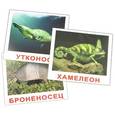 russische bücher: Носова Т. Е. - Комплект карточек Экзотические животные