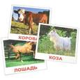 russische bücher: Носова Т. Е. - Комплект карточек Домашние животные