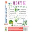 russische bücher:  - Цветы в картинках. Наглядное пособие для педагогов, логопедов, воспитателей и родителей