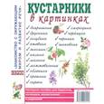 russische bücher:  - Кустарники в картинках. Наглядное пособие для педагогов, логопедов, воспитателей и родителей