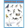 :  - Плакат «Перелетные птицы»