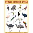 russische bücher:  - Плакат «Птицы жарких стран»