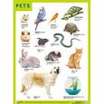 russische bücher:  - Плакат PETS (Домашние питомцы)