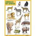 russische bücher:  - Плакат ANIMALS OF AFRICA (Животные Африки)