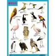 russische bücher:  - Плакат BIRDS (Птицы)