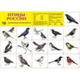 russische bücher:  - Демонстрационный плакат. Птицы России