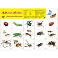 russische bücher:  - Демонстрационный плакат. Насекомые
