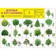 russische bücher:  - Демонстрационный плакат. Деревья и кустарники