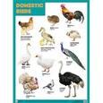 russische bücher:  - Плакат. Domestic Birds (Домашние птицы)