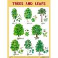 russische bücher:  - Плакат. Trees and Leafs (Деревья и листья)