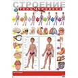 russische bücher:  - Плакат "Строение тела человека"