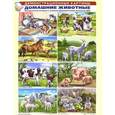 russische bücher:  - Демонстрационные картины. Домашние животные