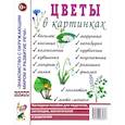 russische bücher:  - Цветы в картинках. Наглядное пособие для педагогов, логопедов, воспитателей и родителей