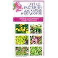 russische bücher: Лимаренко А.Ю., Палеева Т.В. - Атлас растений для клумб и бордюров